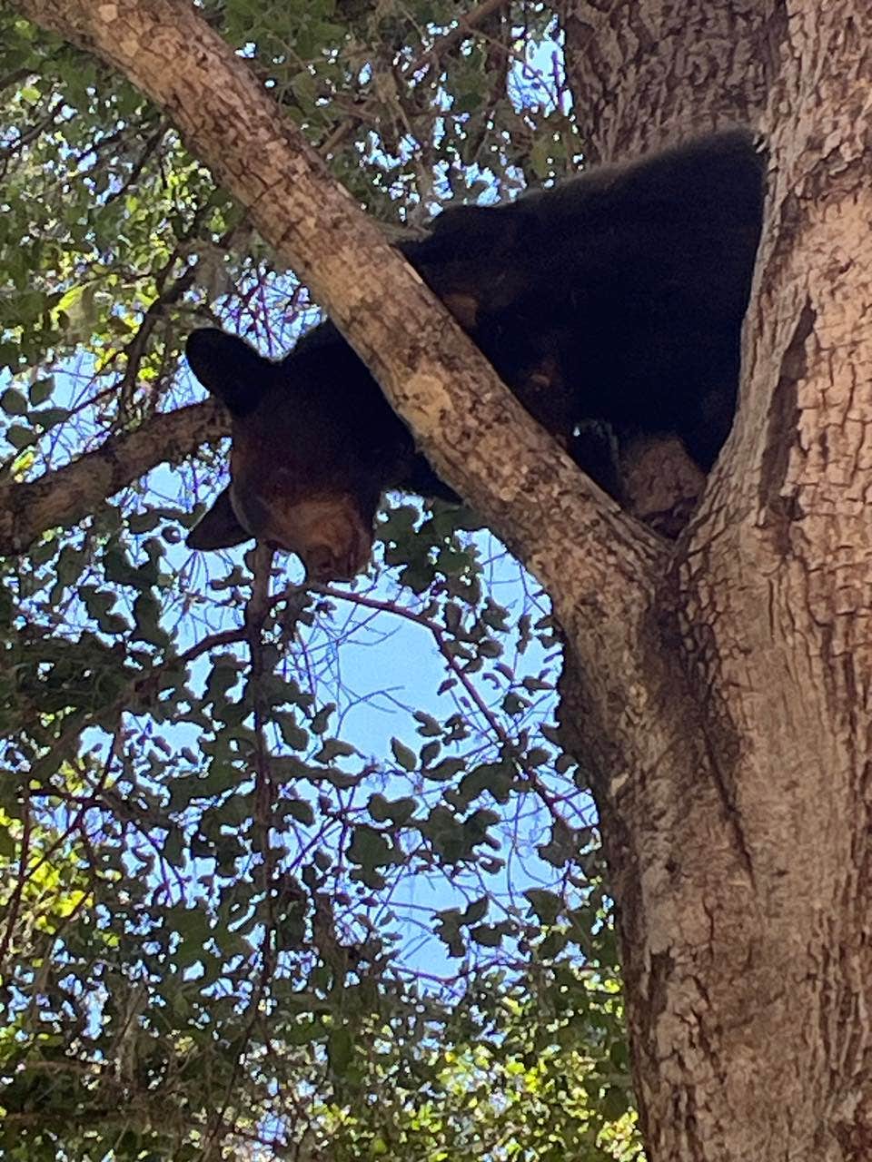 Sarah D.'s photo of camping with pets at Earth's Skirt LLC near Paso Robles, CA