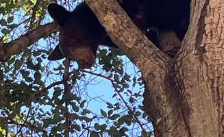 Sarah D.'s photo of camping with pets at Earth's Skirt LLC near Paso Robles, CA