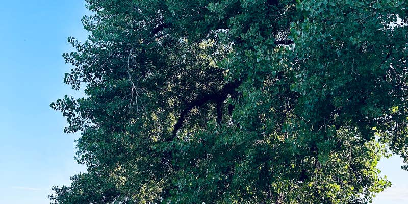 Camper submitted image from Bighorn Fishing Access Site