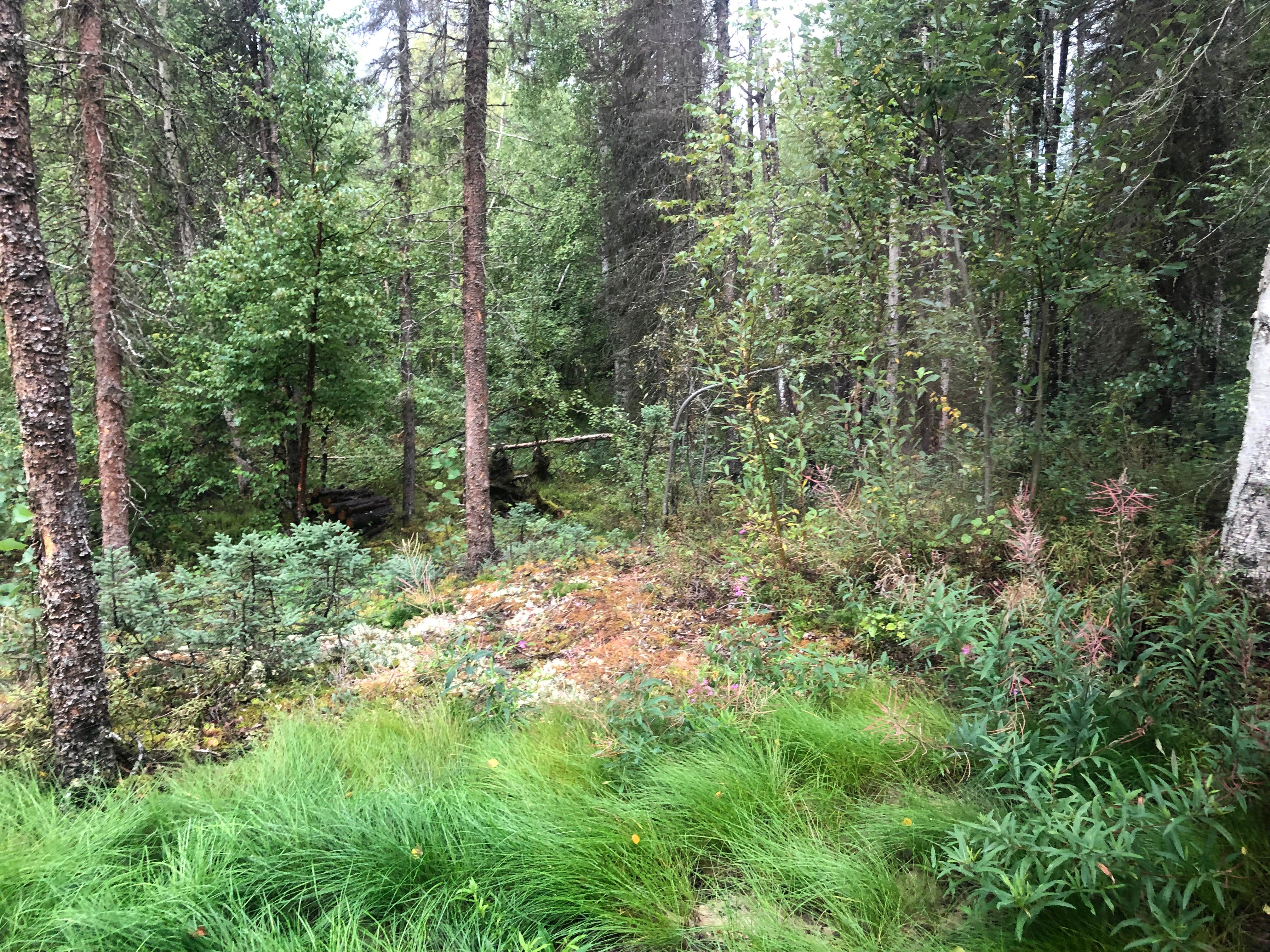 Camper-submitted photo at Adventure Lodge at Caswell Lake near Talkeetna, AK