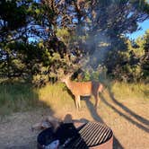 Review photo of Nehalem Bay State Park Campground by Diana L., July 14, 2023