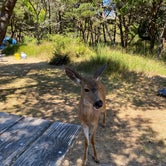 Review photo of Nehalem Bay State Park Campground by Diana L., July 14, 2023
