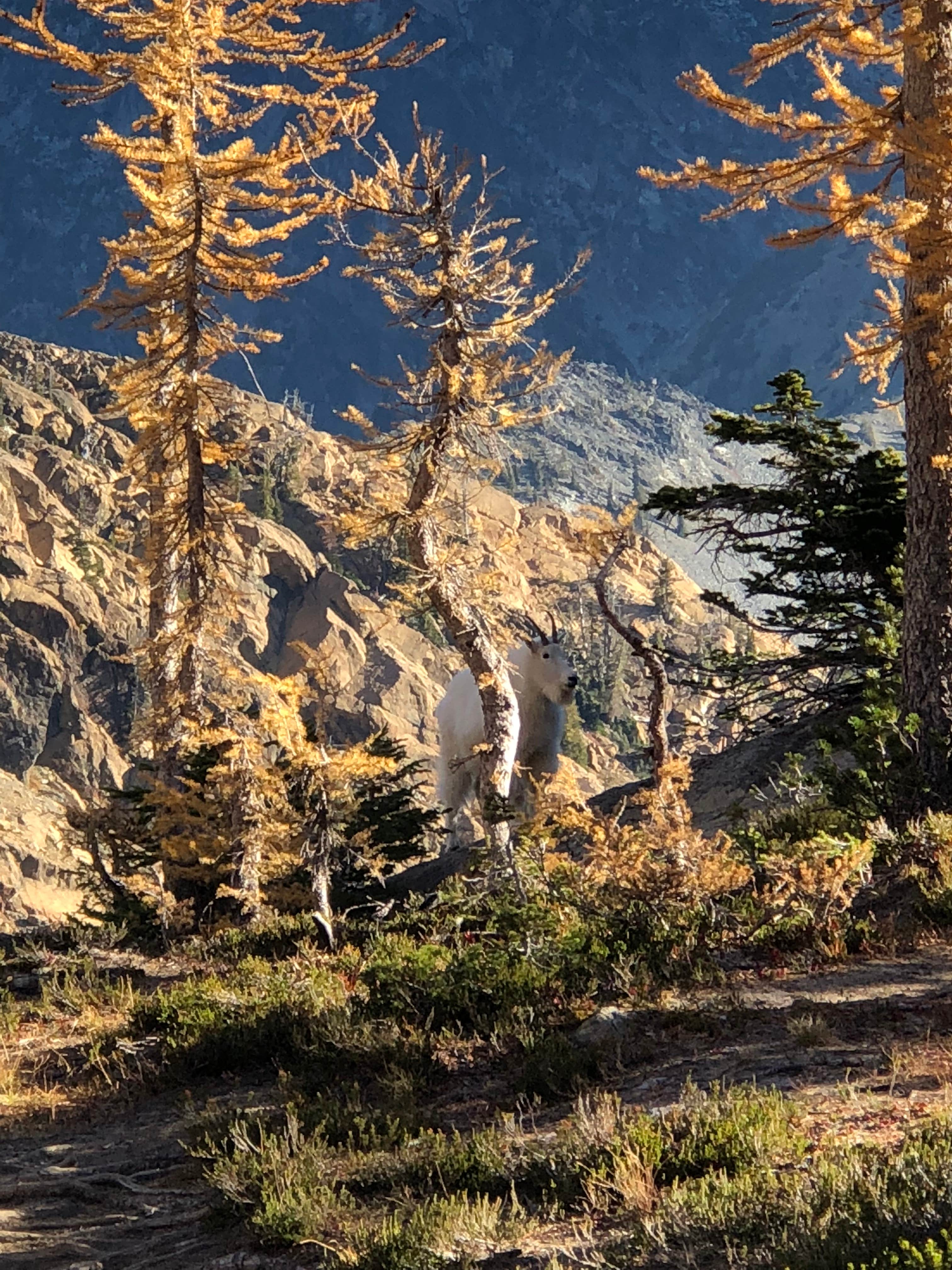 Camper-submitted photo at Teanaway Campground near Cle Elum, WA
