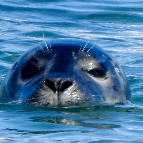 Camper-submitted photo at West Bay Acadia RV Campground near Salsbury Cove, ME
