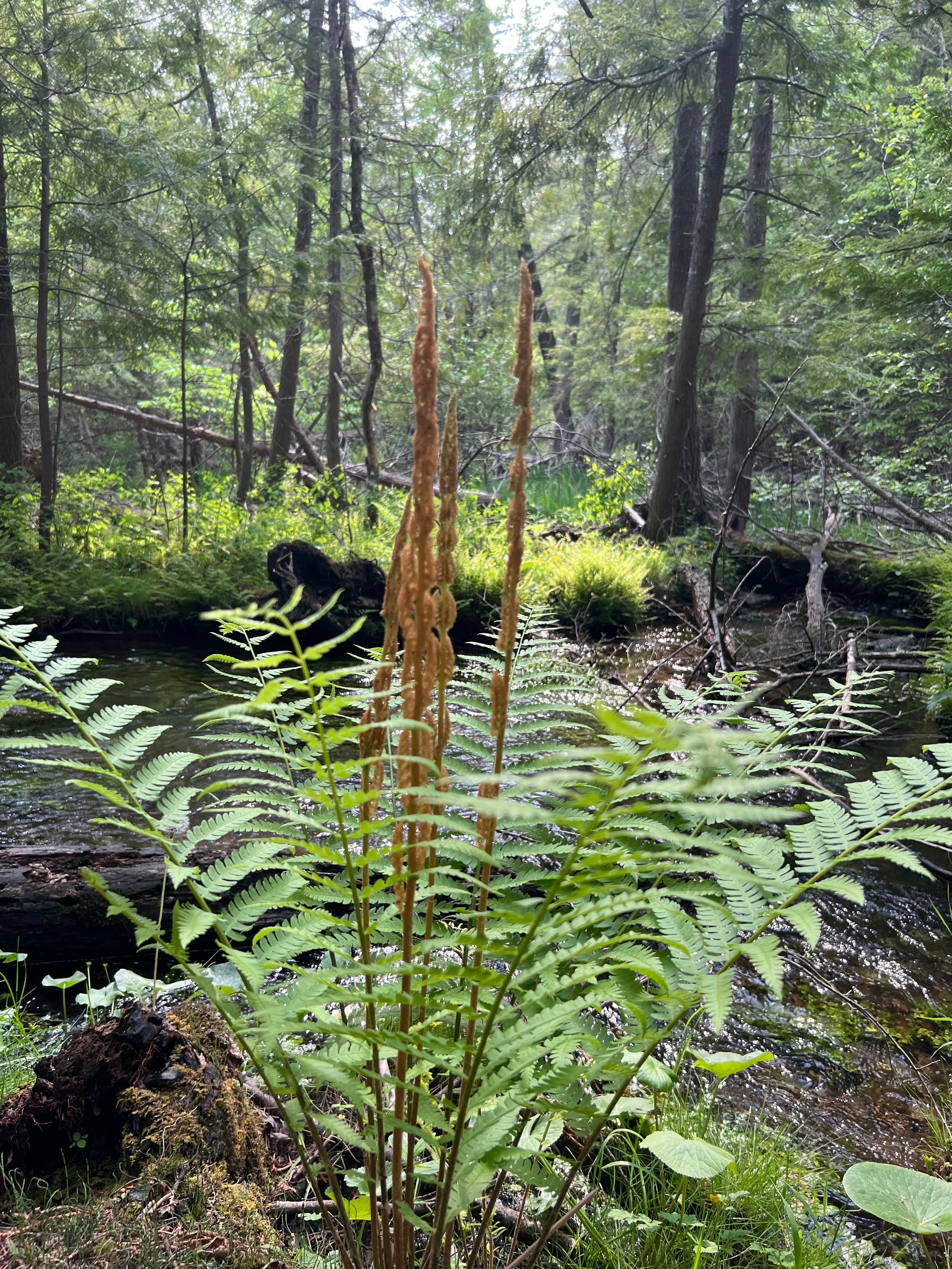Camper-submitted photo at Rustic Retreat near Leland, MI