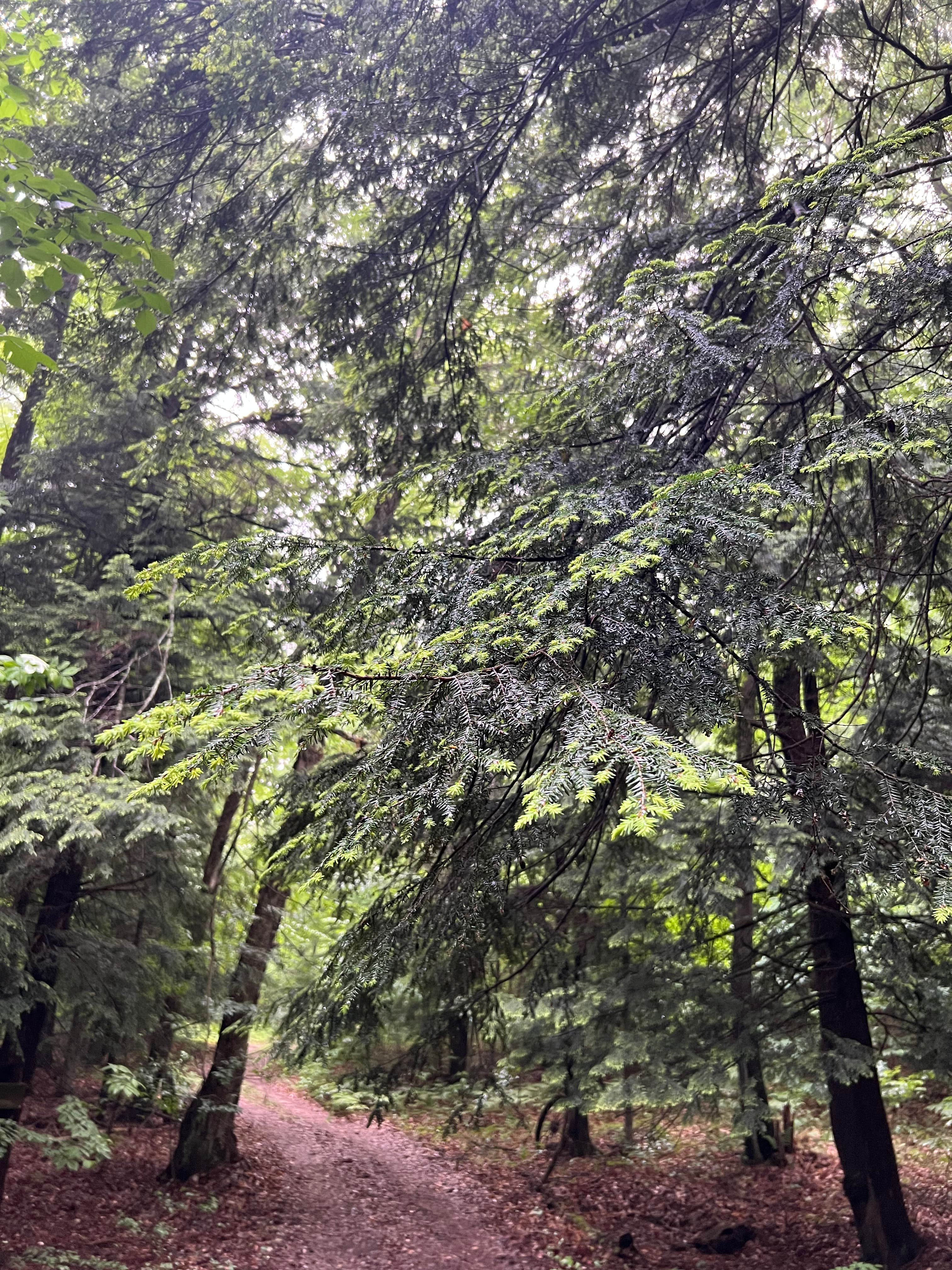 Camper-submitted photo at Rustic Retreat near Leland, MI