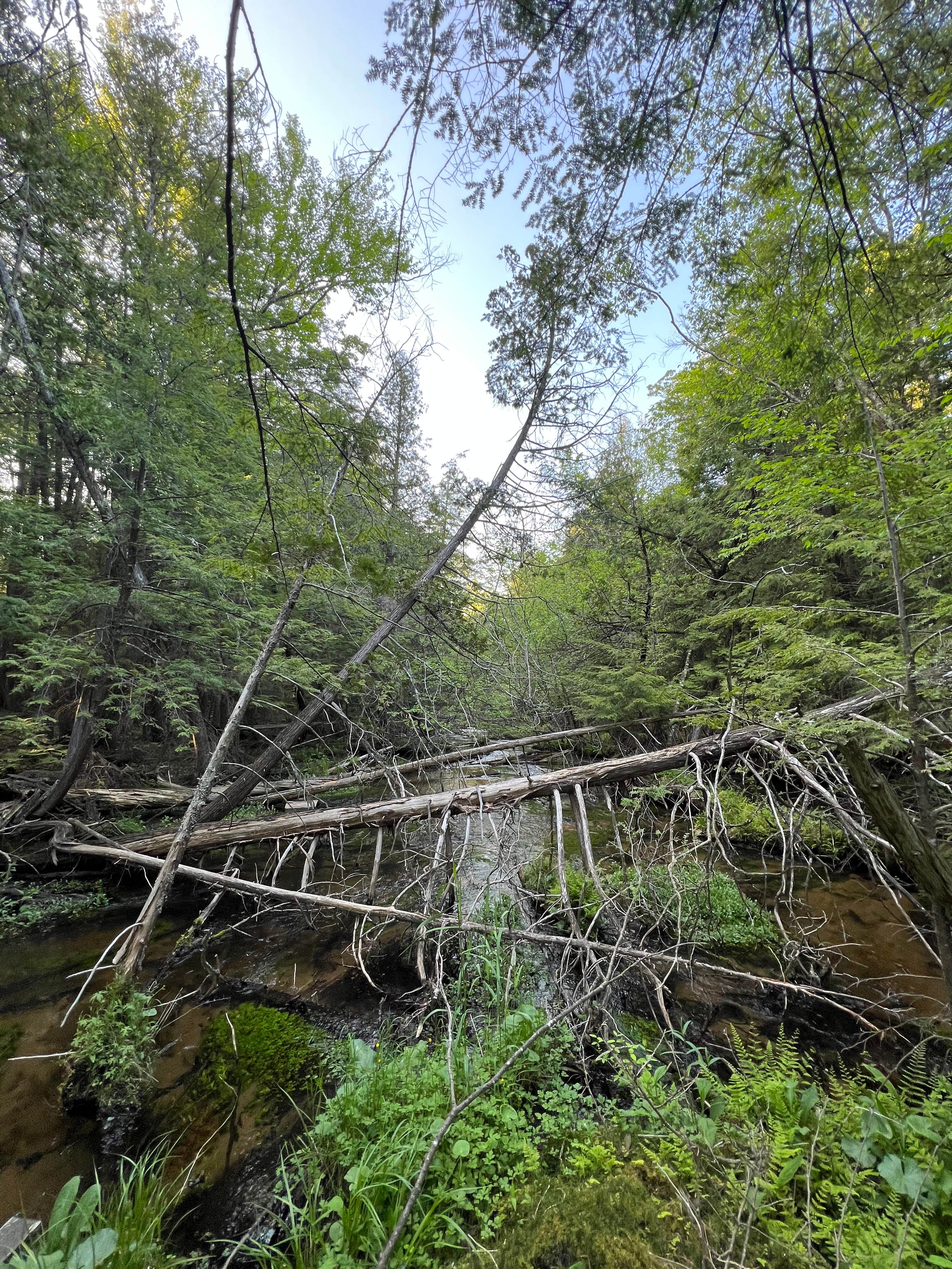 Camper-submitted photo at Rustic Retreat near Cedar, MI