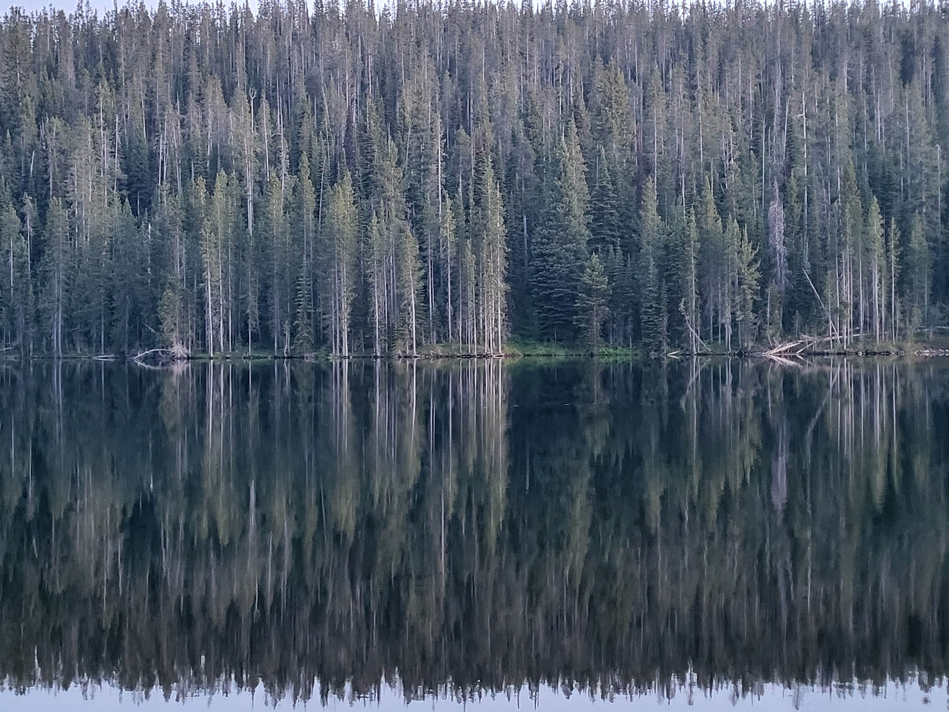 Camper-submitted photo at Grassy Lake Rd — John D. Rockefeller, Jr., Memorial Parkway near Yellowstone National Park