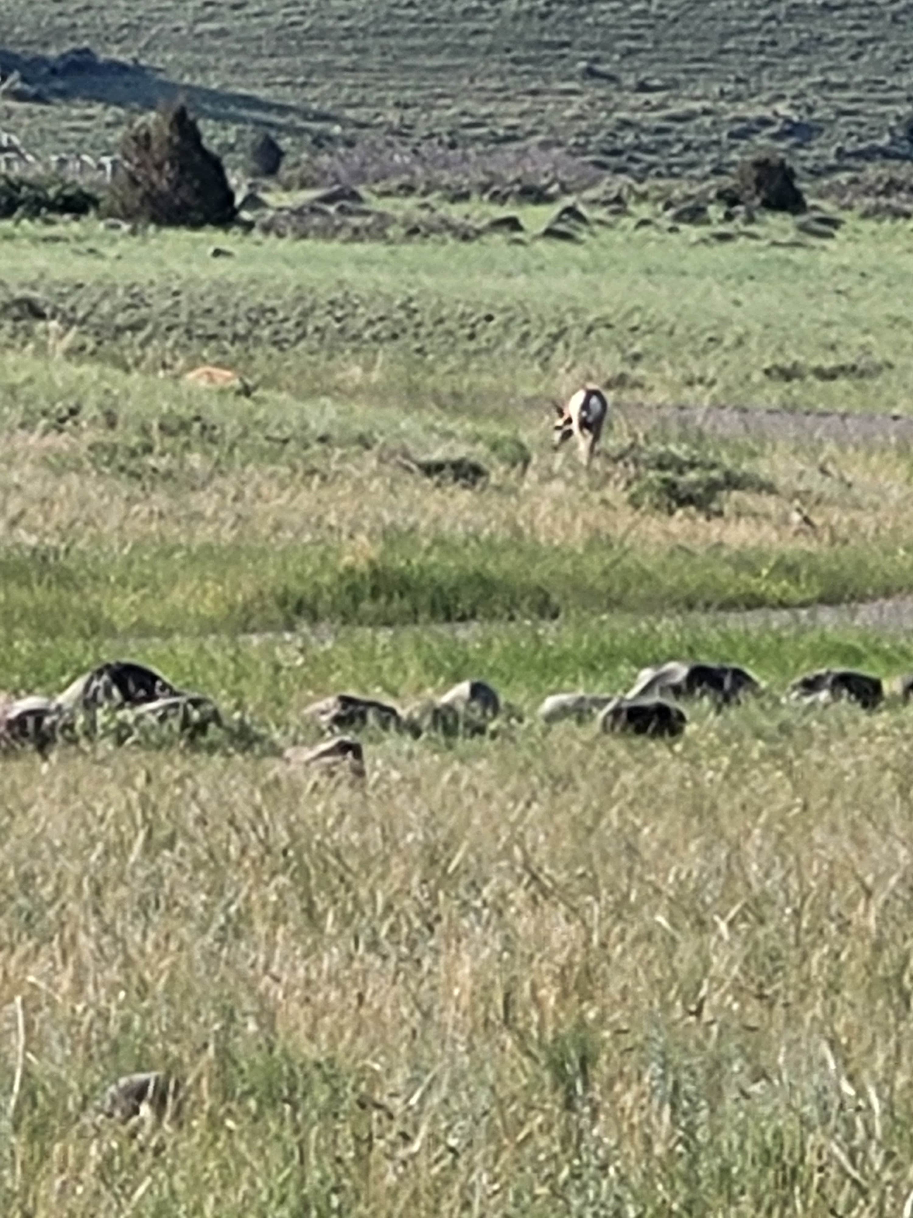 Christopher C.'s photo of camping with pets at Carbella Rec Site Camping near Big Sky, MT