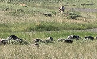 Christopher C.'s photo of camping with pets at Carbella Rec Site Camping near Custer Gallatin National Forest