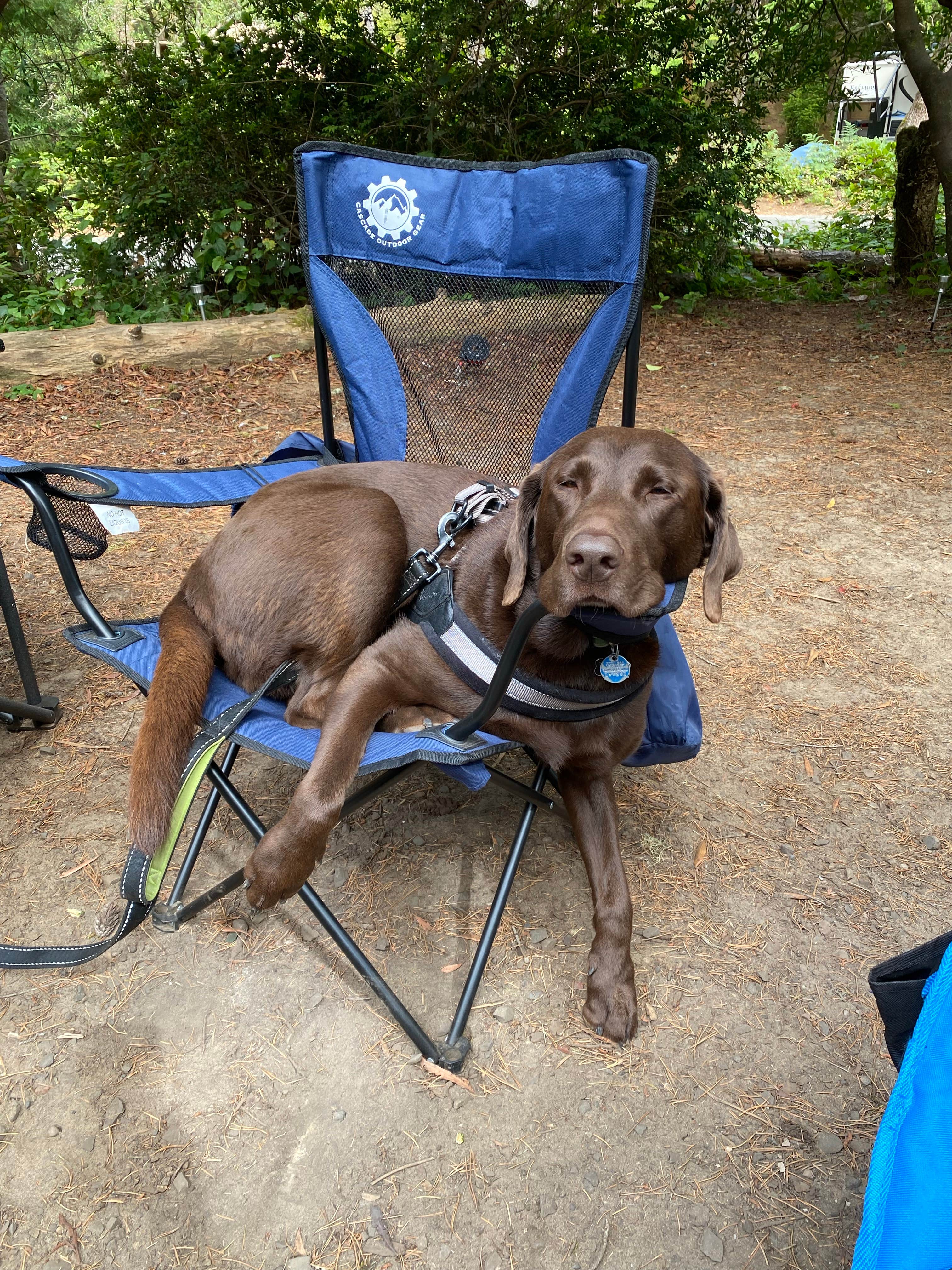Kyle's photo of camping with pets at Jessie M. Honeyman Memorial State Park Campground near Yachats, OR