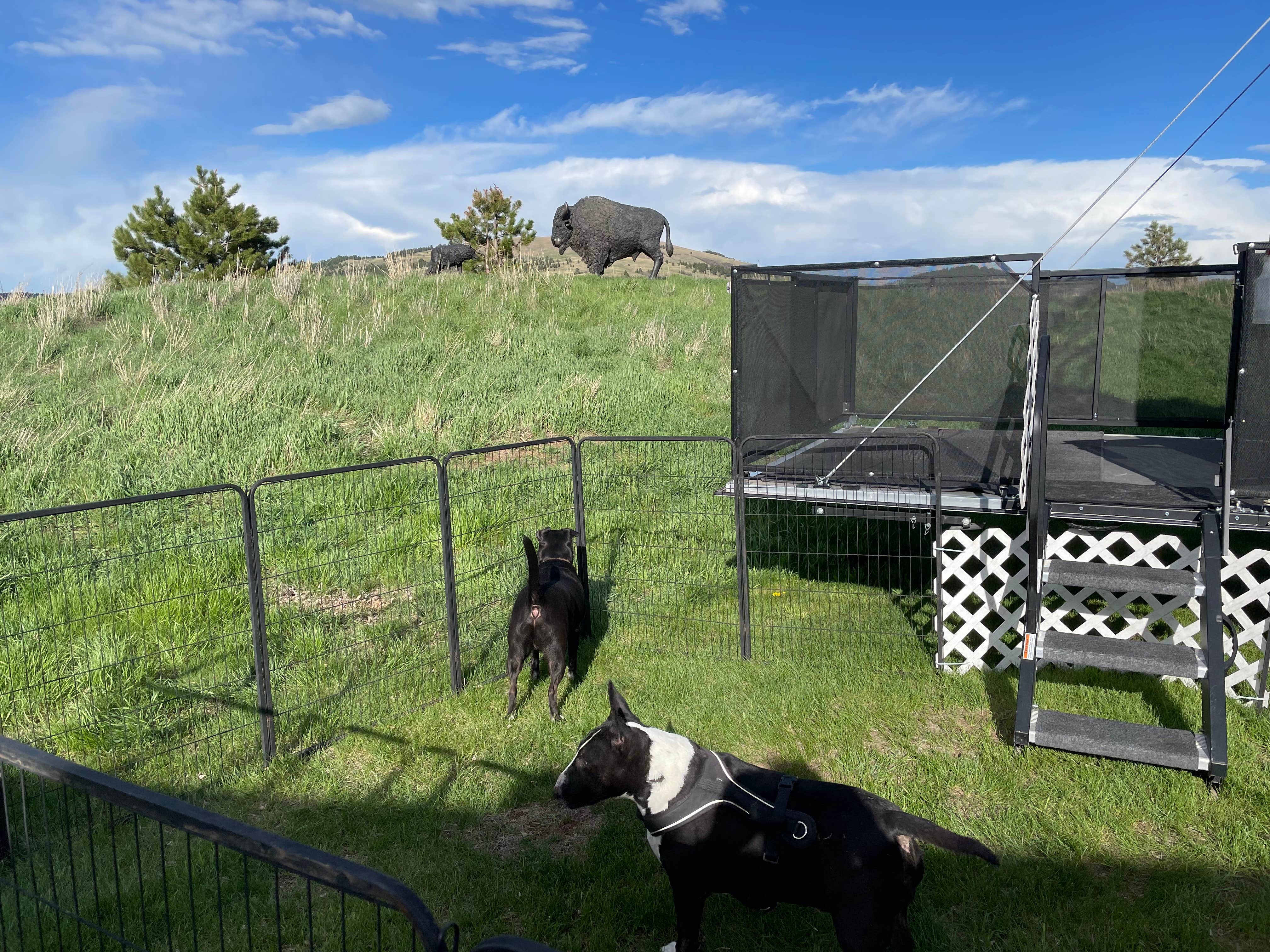 Ron M.'s photo of camping with pets at Elkhorn Ridge RV Resort & Cabins near Devils Tower National Monument