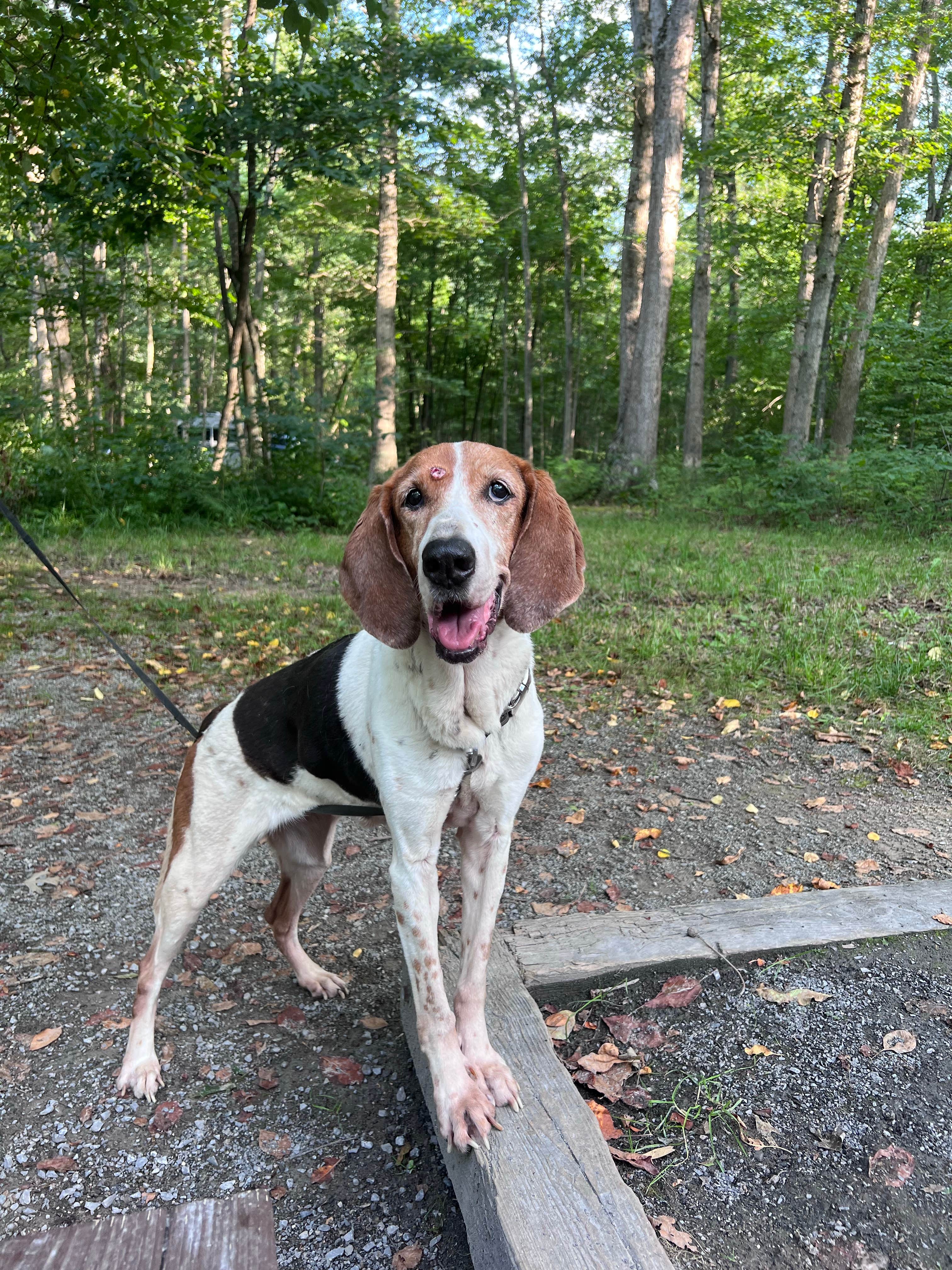 Kat G.'s photo of camping with pets at Seneca Shadows in West Virginia