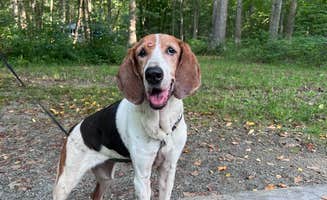 Kat G.'s photo of camping with pets at Seneca Shadows near Seneca Rocks, WV