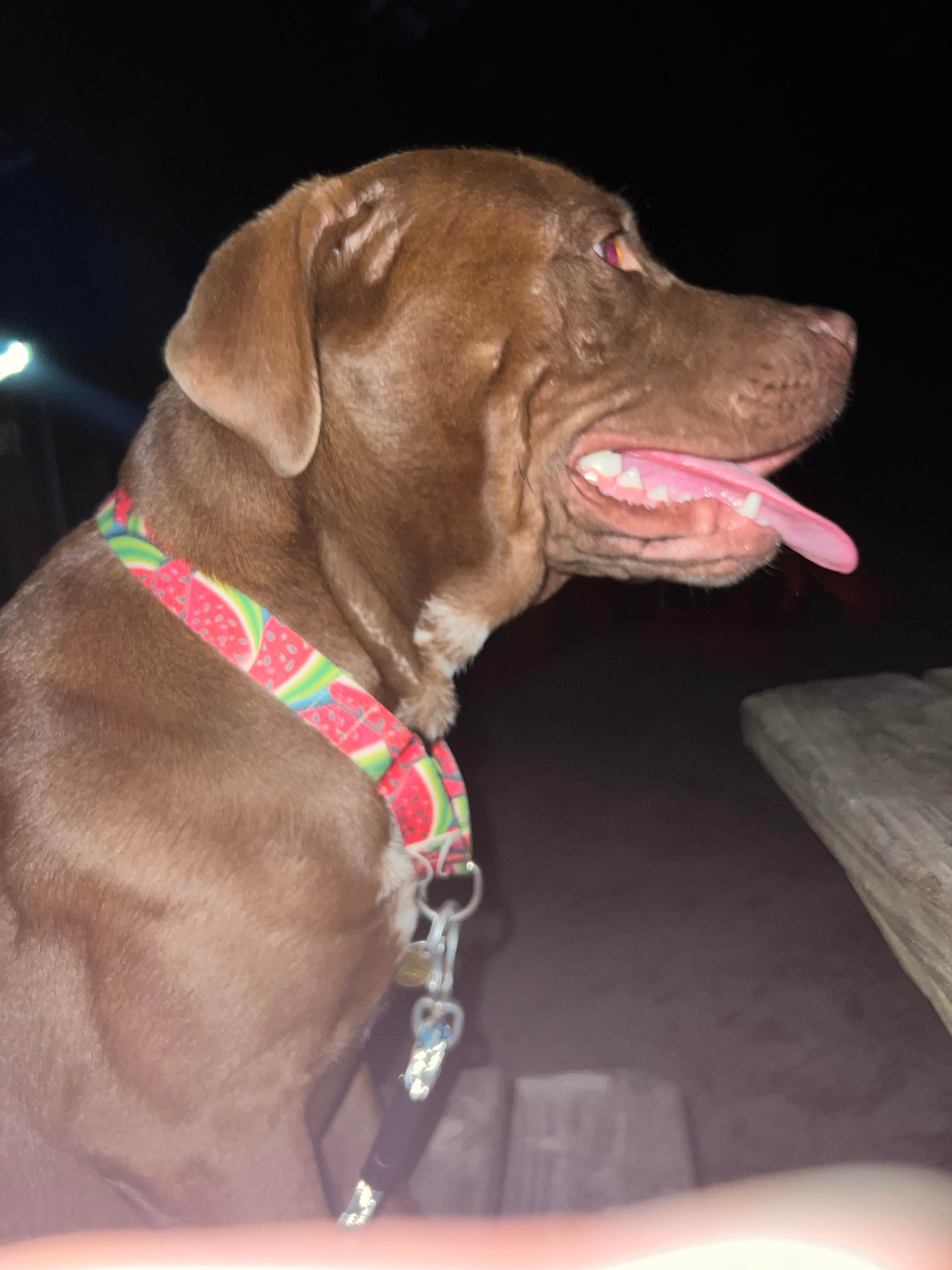 Abby H.'s photo of camping with pets at Campground at James Island County Park near Summerville, SC
