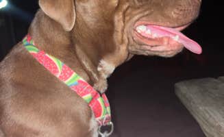 Abby H.'s photo of camping with pets at Campground at James Island County Park near Cordesville, SC