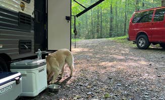 Oleńka S.'s photo of camping with pets at Bowman Lake State Park Campground near Cazenovia, NY
