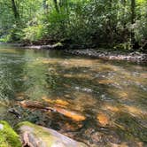 Review photo of Cataloochee Campground — Great Smoky Mountains National Park by Glacia C., July 16, 2023