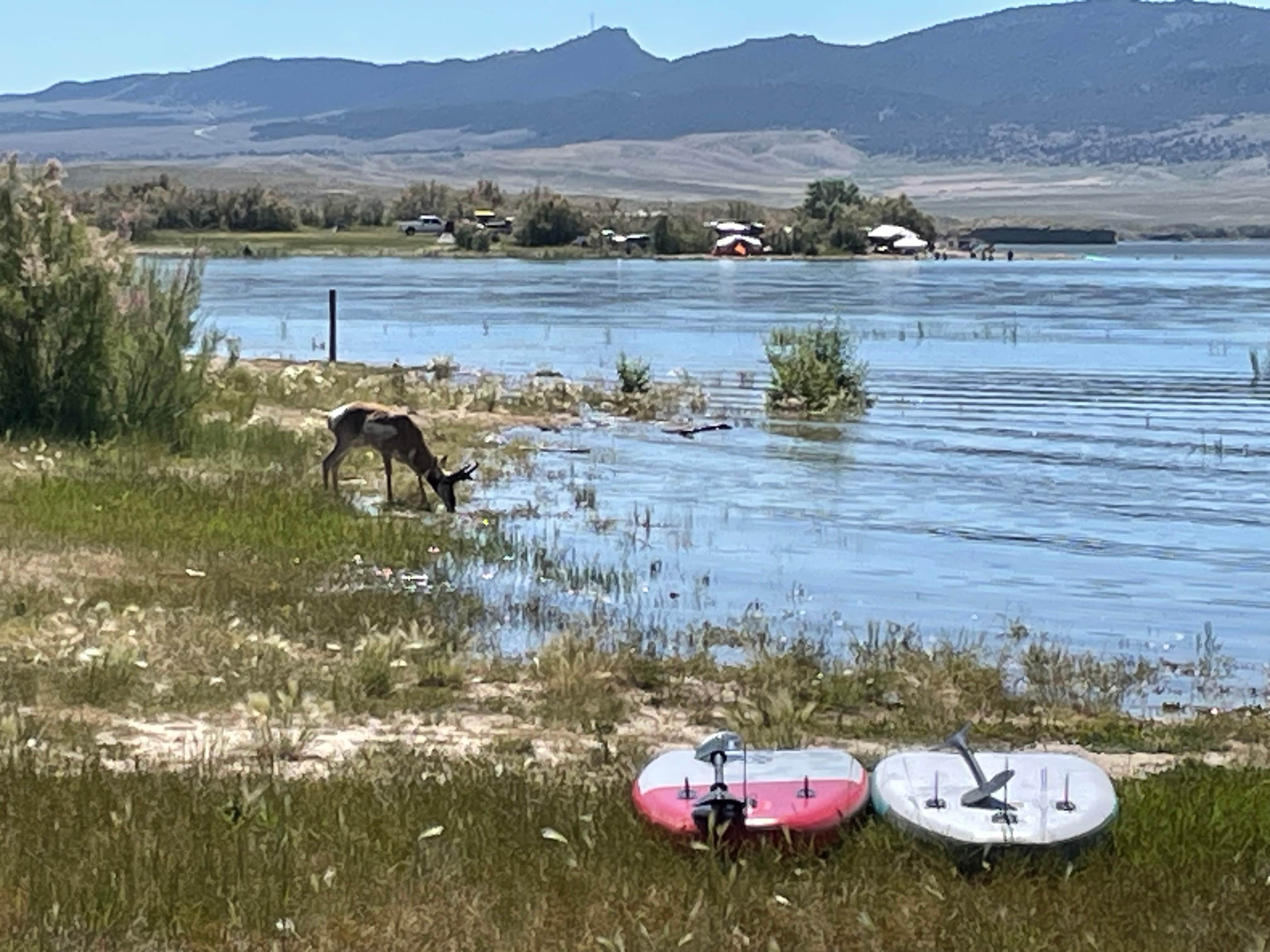 Teresa S.'s photo of camping with pets at Spring Creek Road Dispersed - Flaming Gorge near Rock Springs, WY
