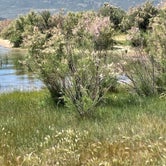 Review photo of Spring Creek Road Dispersed - Flaming Gorge by Teresa S., July 16, 2023