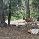 Review photo of Stony Creek Campground - Sequoia National Forest by Rachel V., July 16, 2023