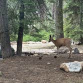 Review photo of Upper Stony Creek Campground — Sequoia National Forest by Rachel V., July 16, 2023