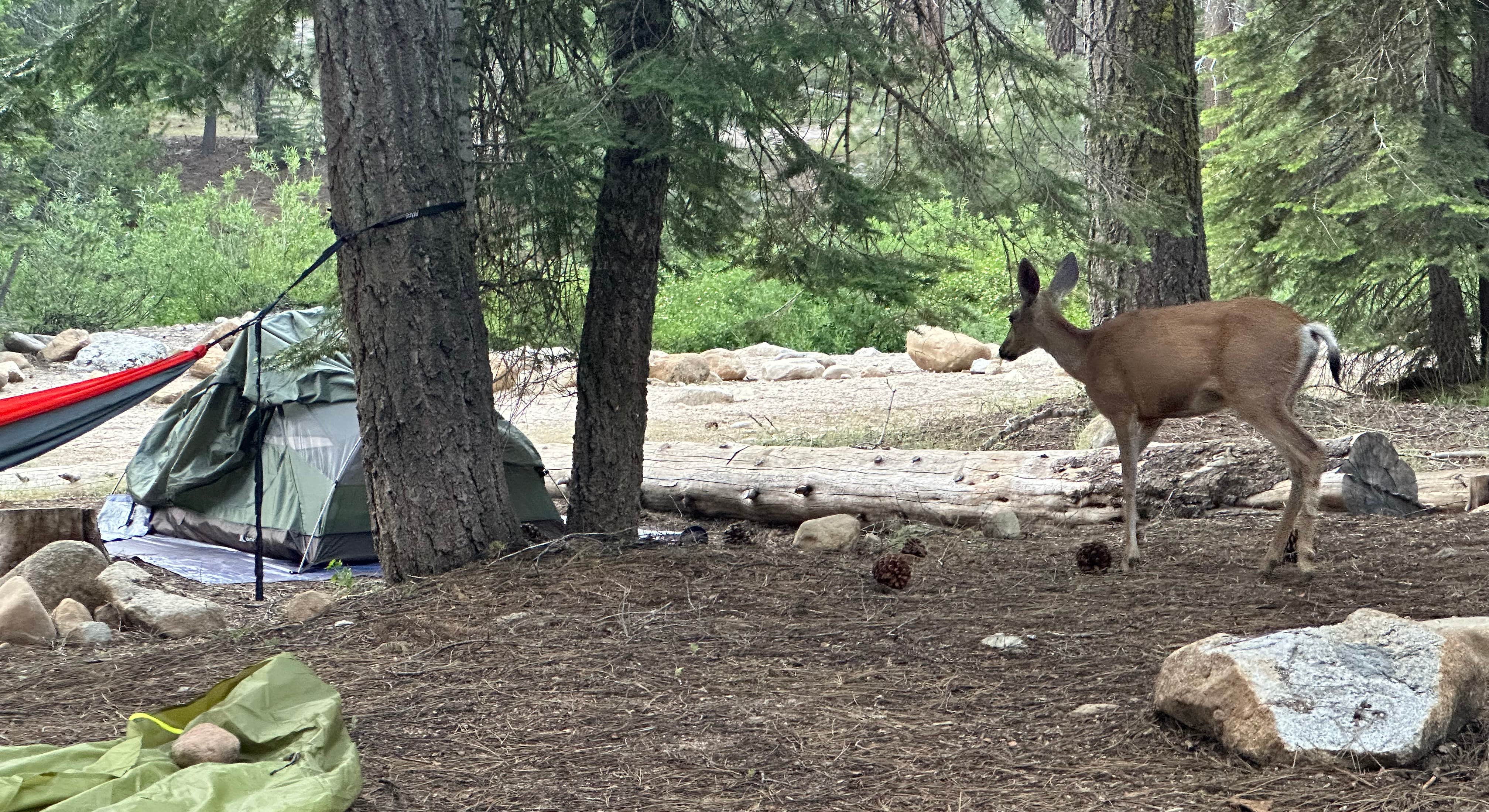 Deer Walking Through Camp in Upper Stony Creek Campground in Sequoia National Forest