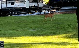 brandon's photo of rv camping at Tanglewood Park near Germanton, NC