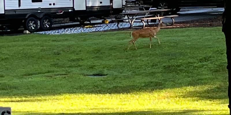 Camper submitted image from Tanglewood Park