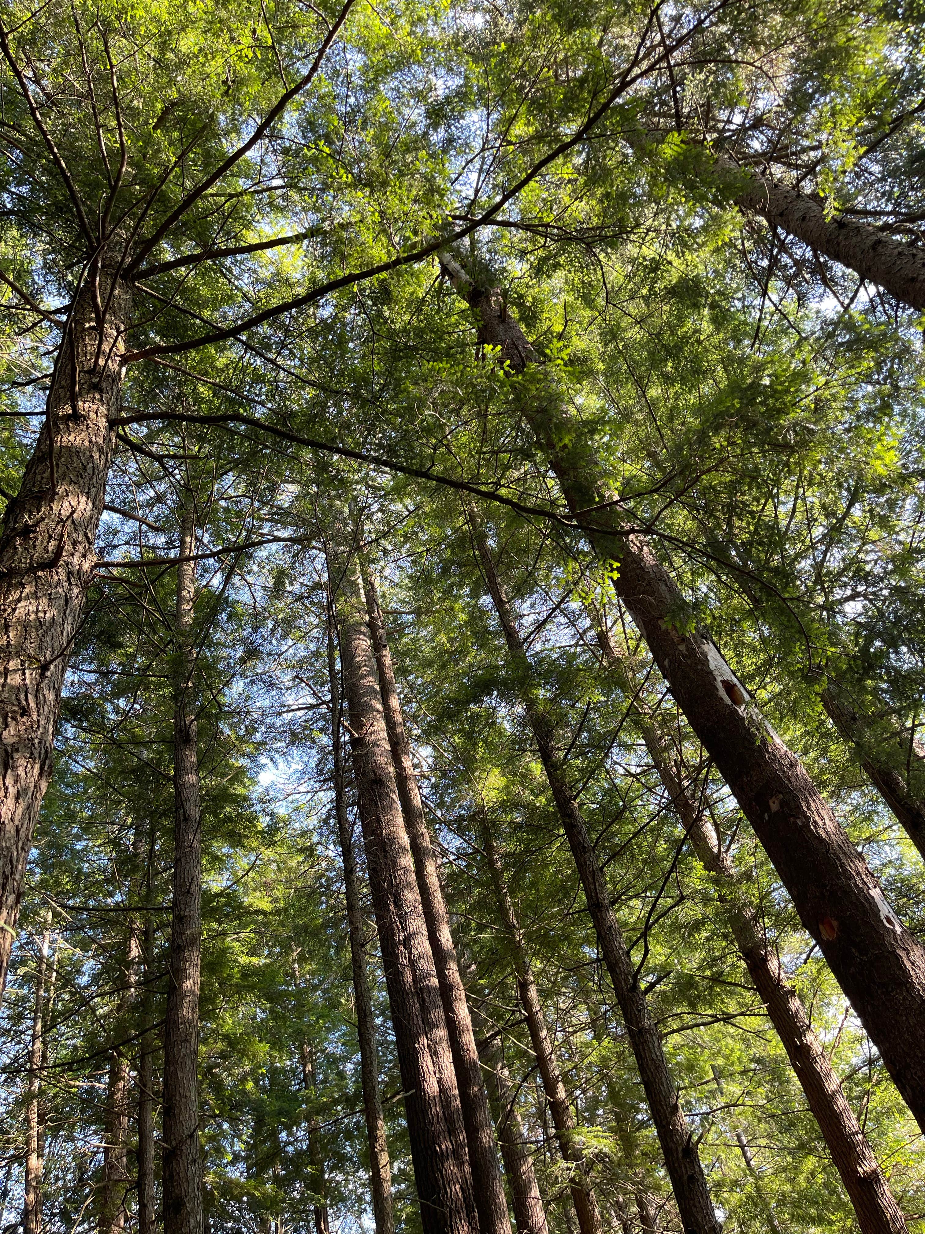 Camper-submitted photo at Cod Pond Dispersed Pull-Off near Queensbury, NY