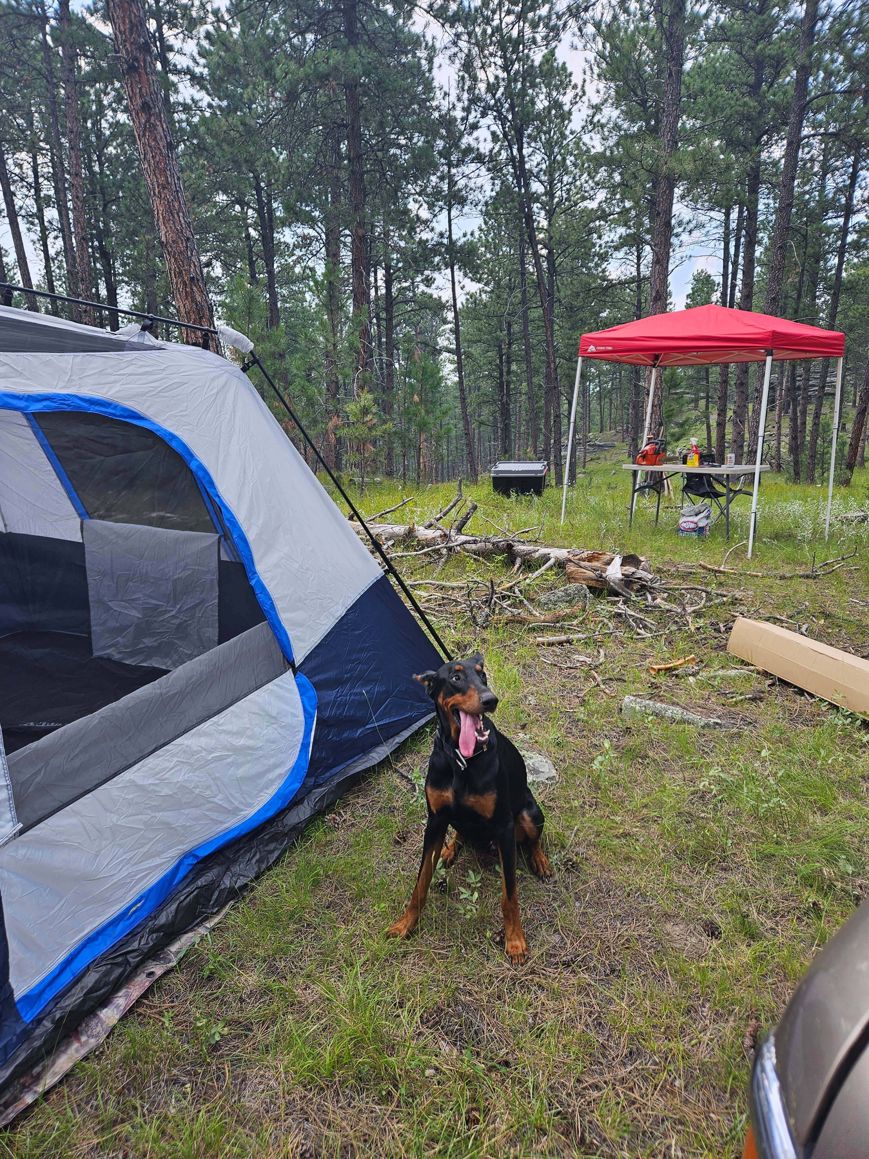 Wayne L.'s photo of camping with pets at RD 356 Dispersed Site Black Hills National Forest near Black Hills National Forest