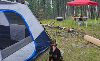 Wayne L.'s photo of camping with pets at RD 356 Dispersed Site Black Hills National Forest near Black Hills National Forest