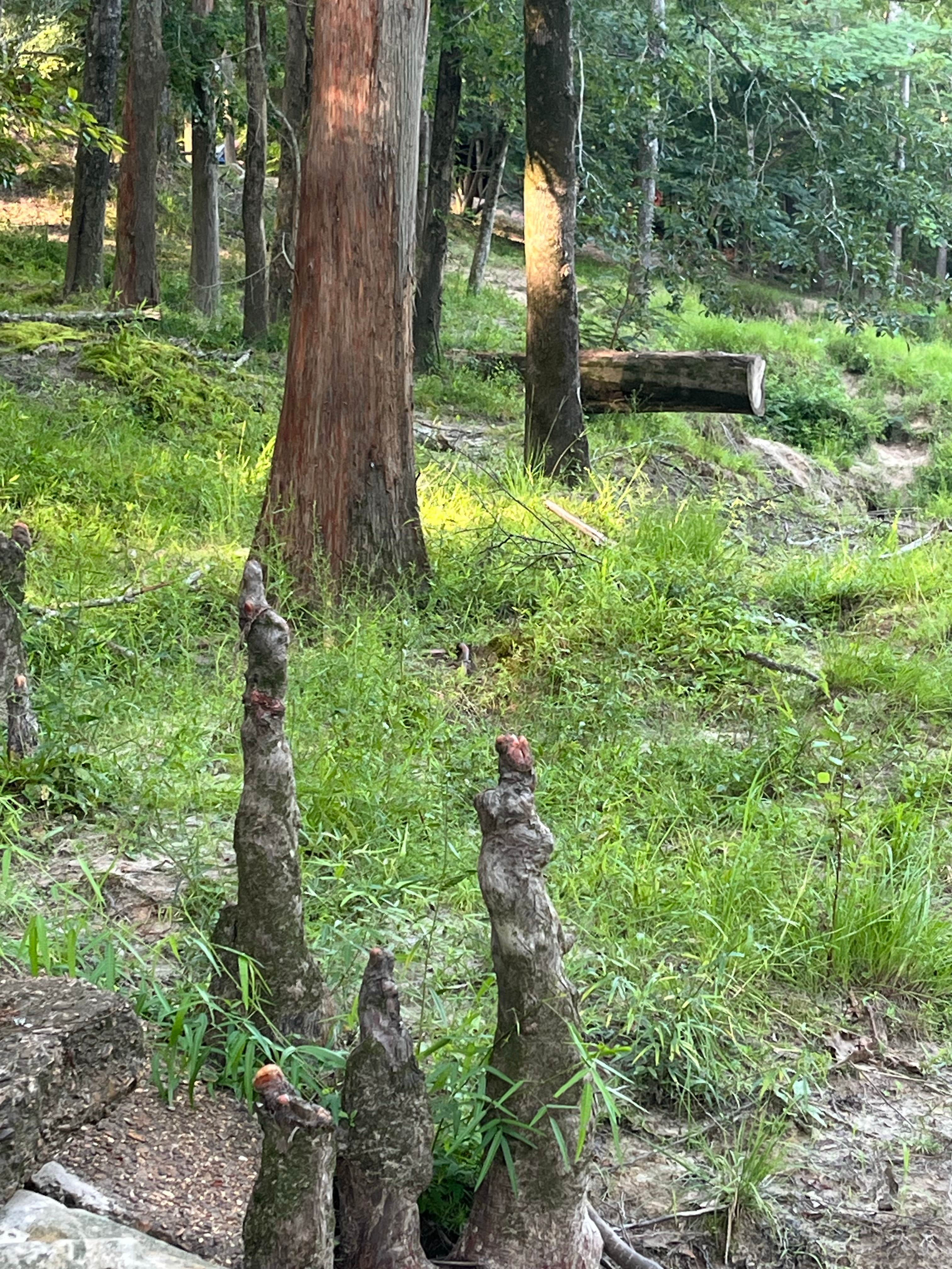 Camper-submitted photo at DLo Water Park near Bienville National Forest