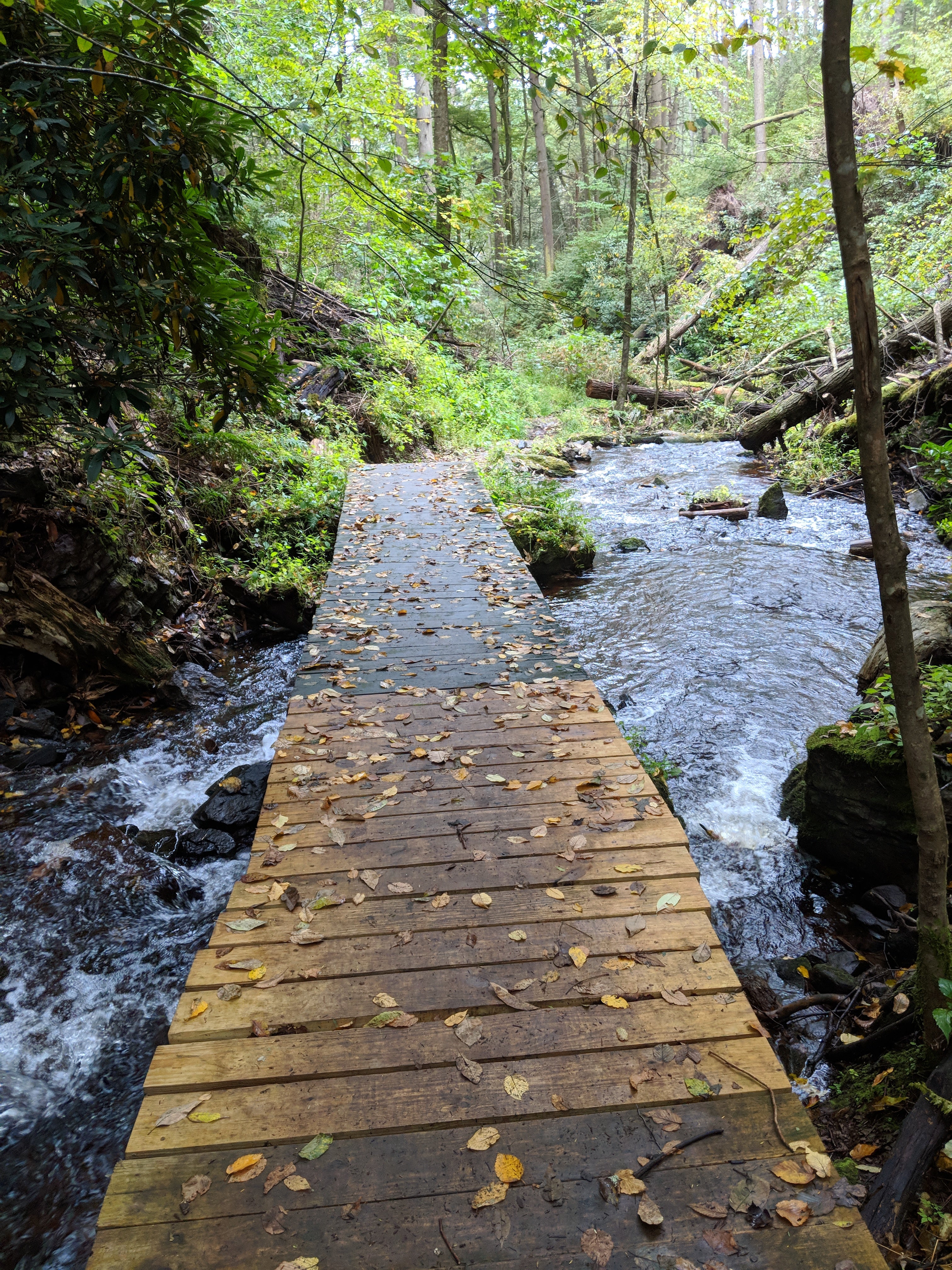Hiking Tillman Ravine trail. The wood bridges are VERY slippery when wet.