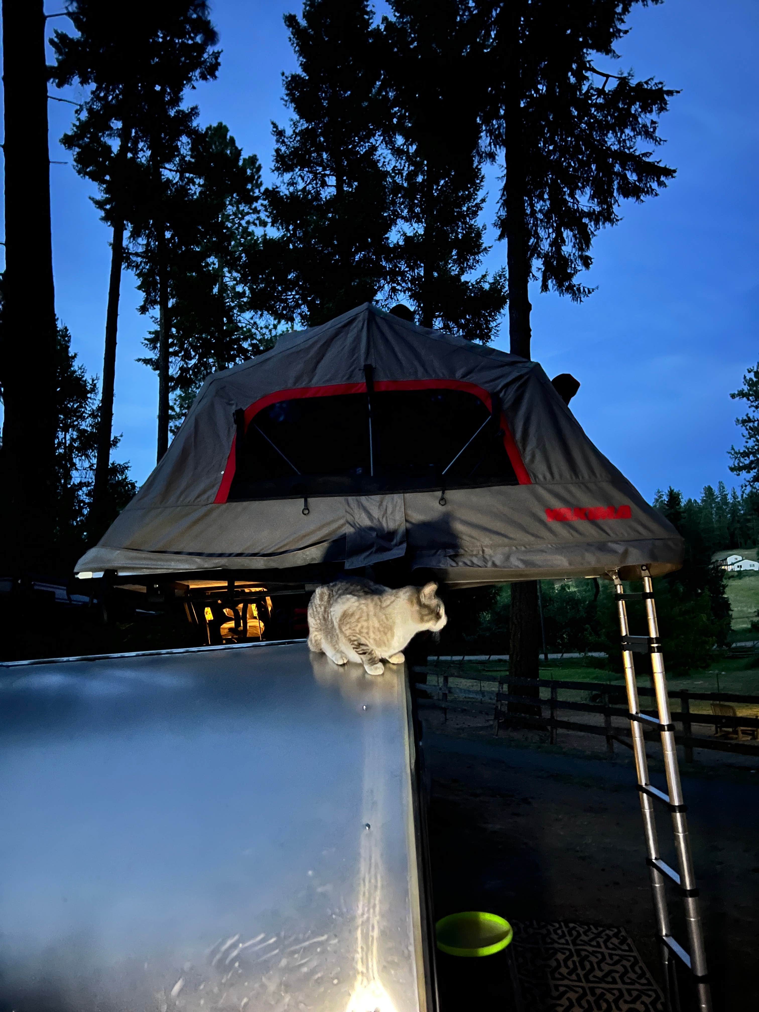 aaron S.'s photo of tent camping at Amongst The Pines near Sandpoint, ID