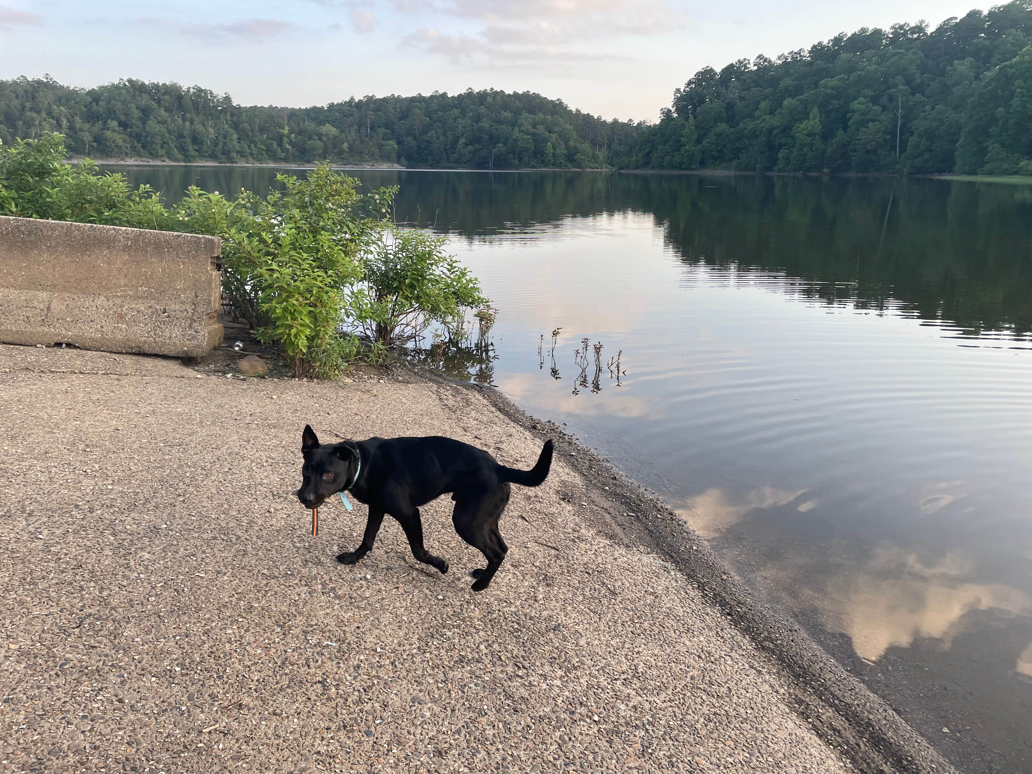 Matthew J.'s photo of camping with pets at Irons Fork near Nimrod Lake