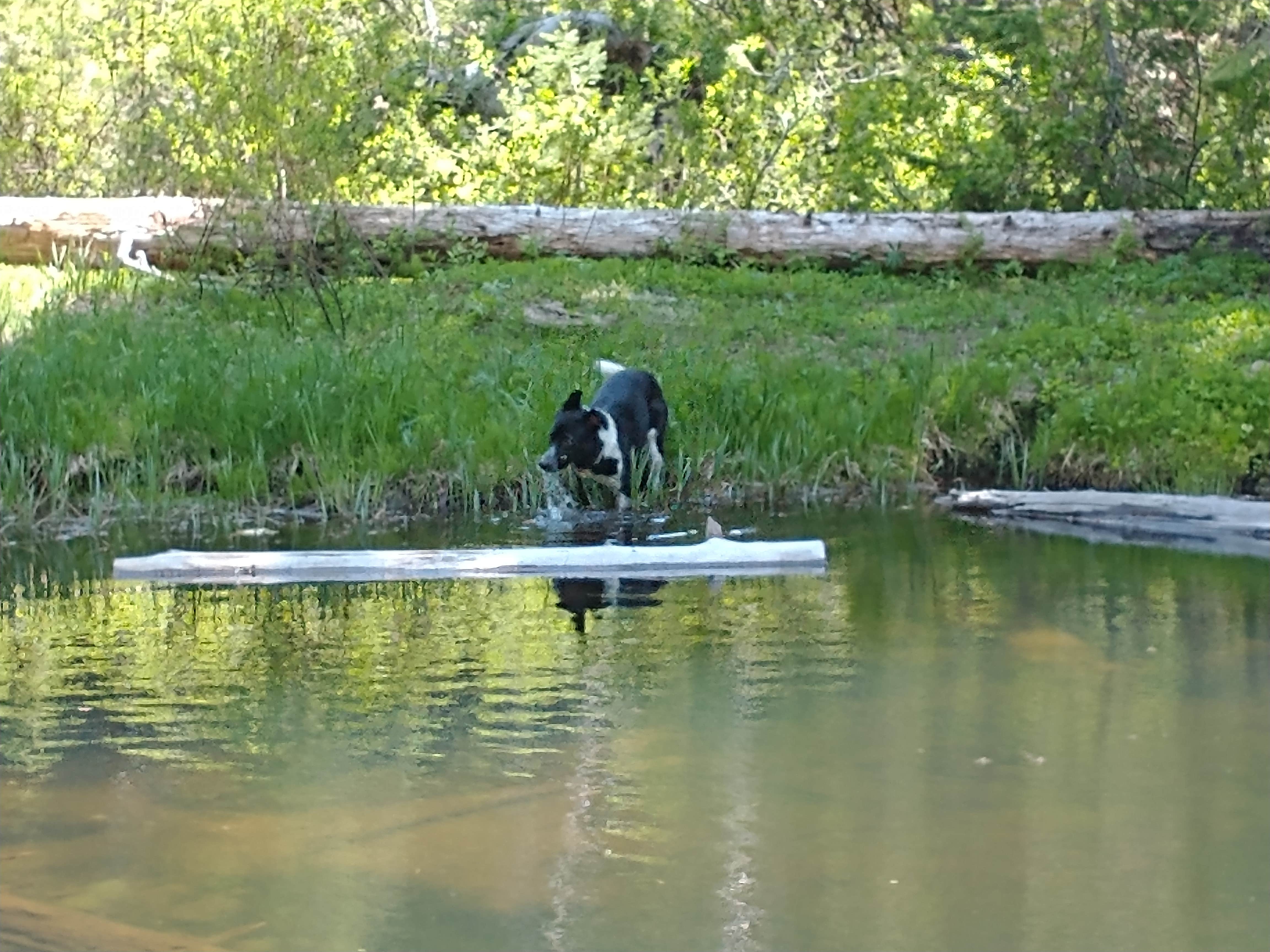 Camper submitted image from Huckleberry Mountain Campground - 3