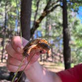 Review photo of Bailey Canyon Campground by Karen O., July 18, 2023