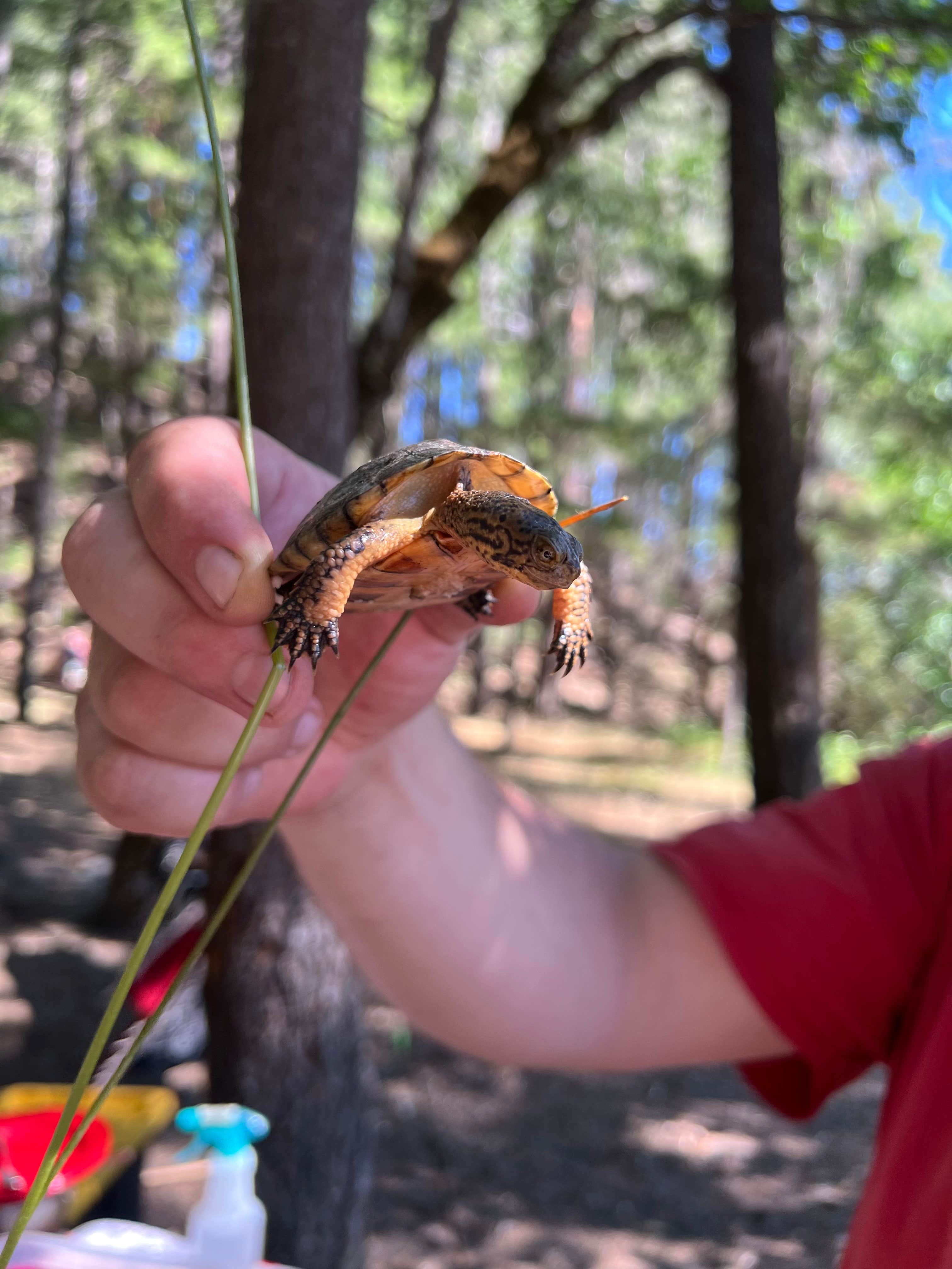 Camper submitted image from Bailey Canyon Campground - 5