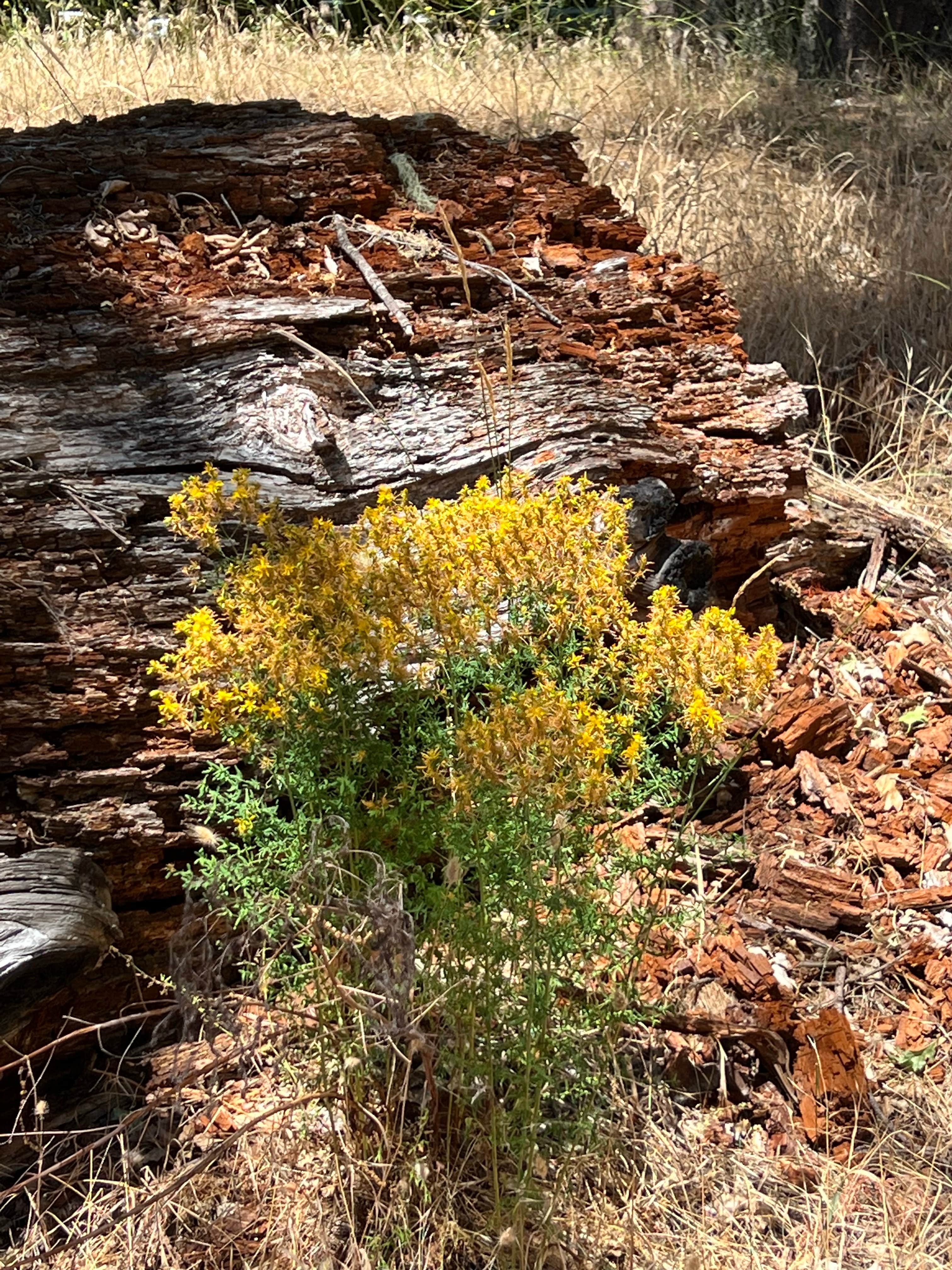 Camper-submitted photo at Bailey Canyon Campground near Weott, CA