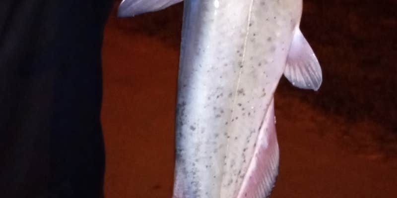 Camper submitted image from Prairie Creek Reservoir