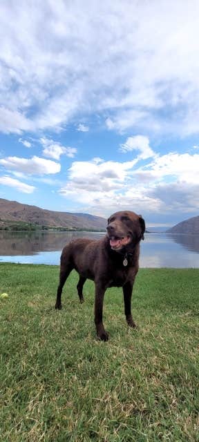 Michelle P.'s photo of camping with pets at Entiat City Park near Chelan, WA