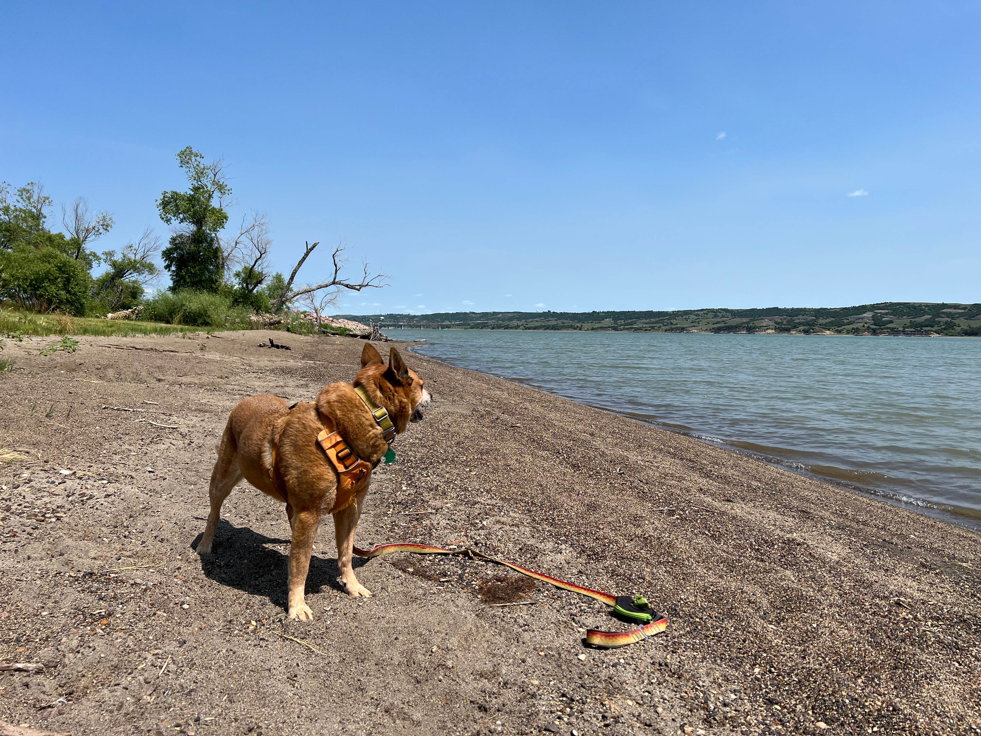 Art S.'s photo of camping with pets at Oacoma Flats near Platte, SD
