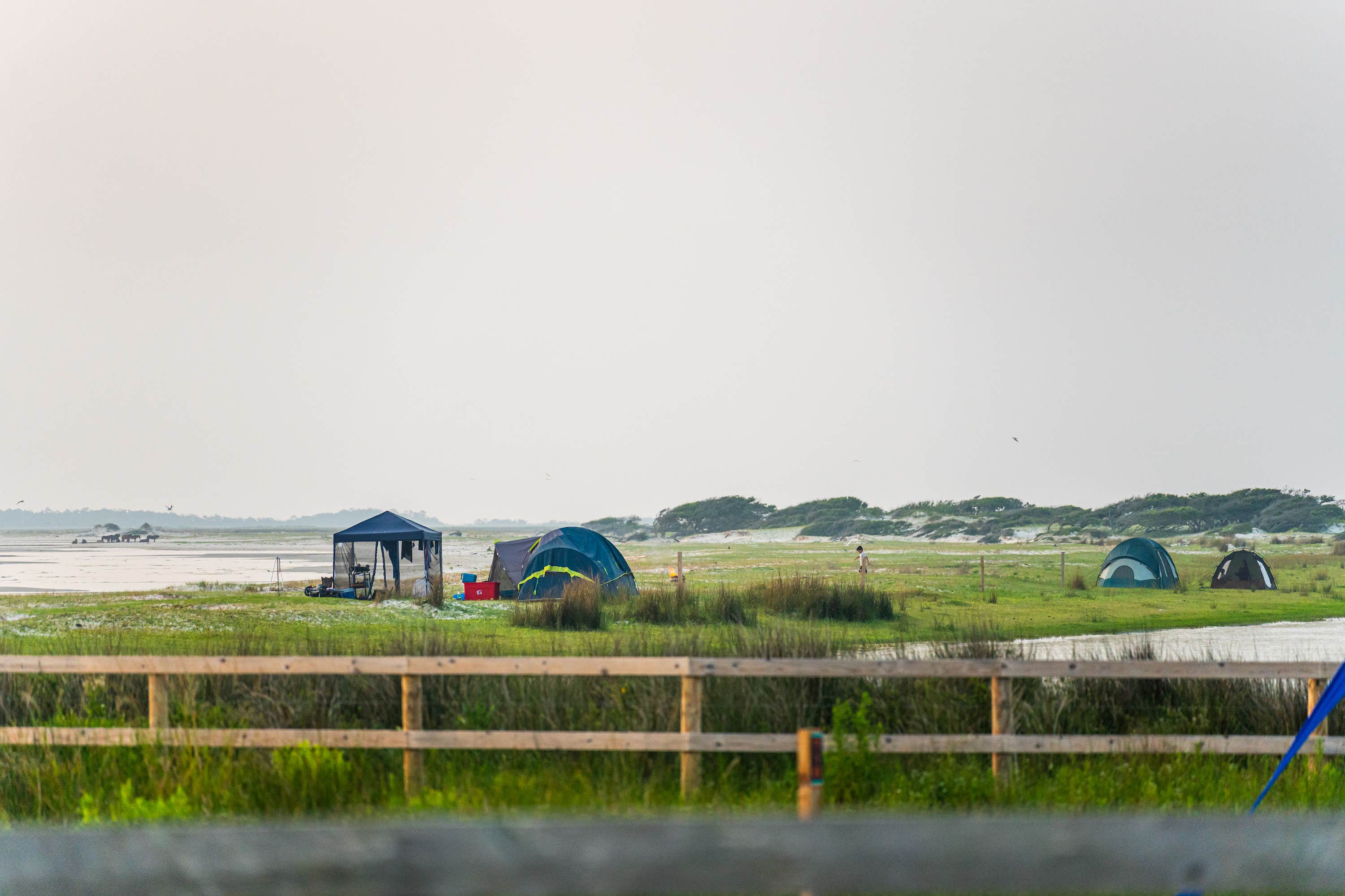 Horizon M.'s photo at Cedar Island Ranch near Swan Quarter, NC