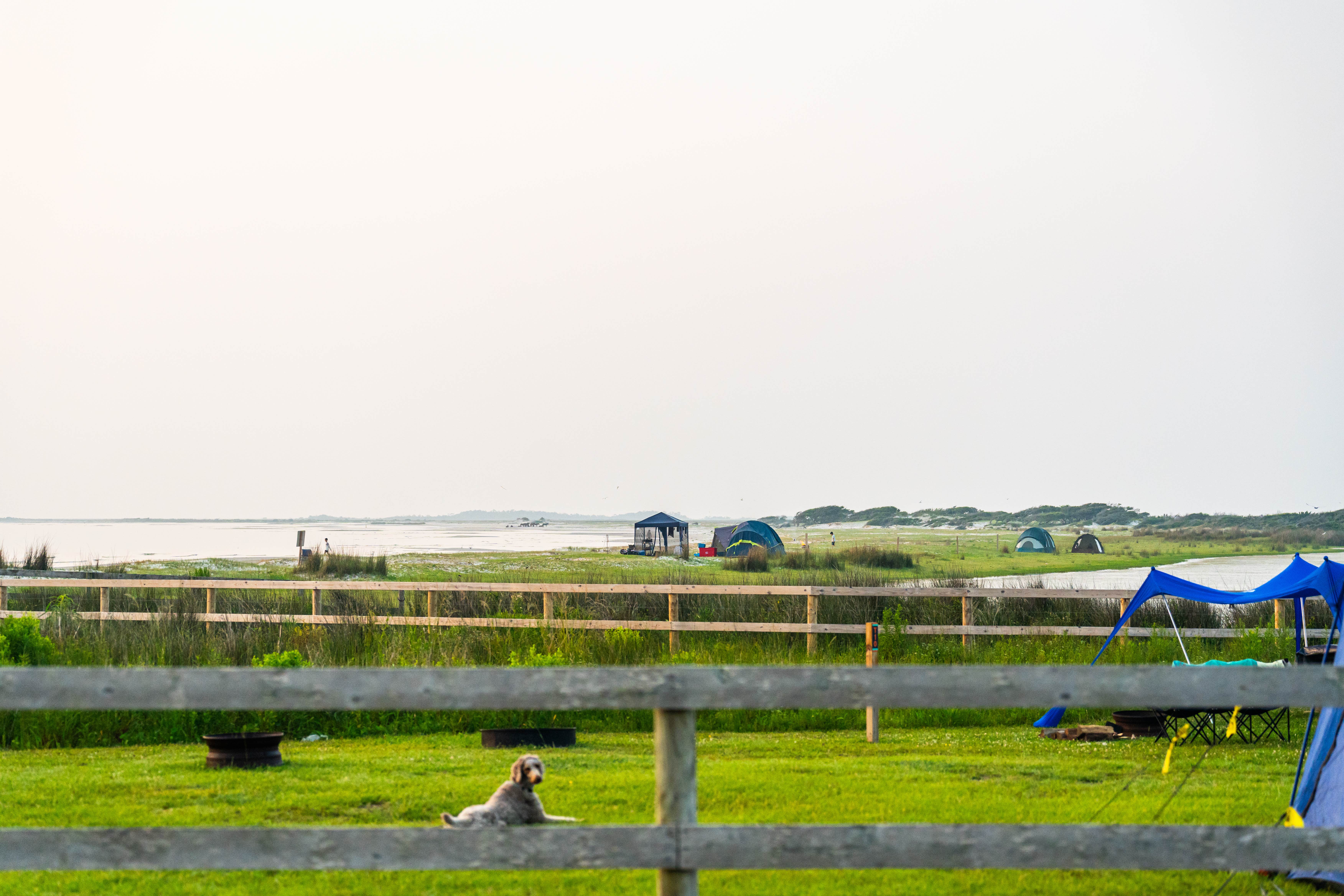 Horizon M.'s photo of camping with pets at Cedar Island Ranch near Gloucester, NC