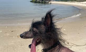 - -.'s photo of camping with pets at Kiptopeke State Park Campground near Newport News, VA