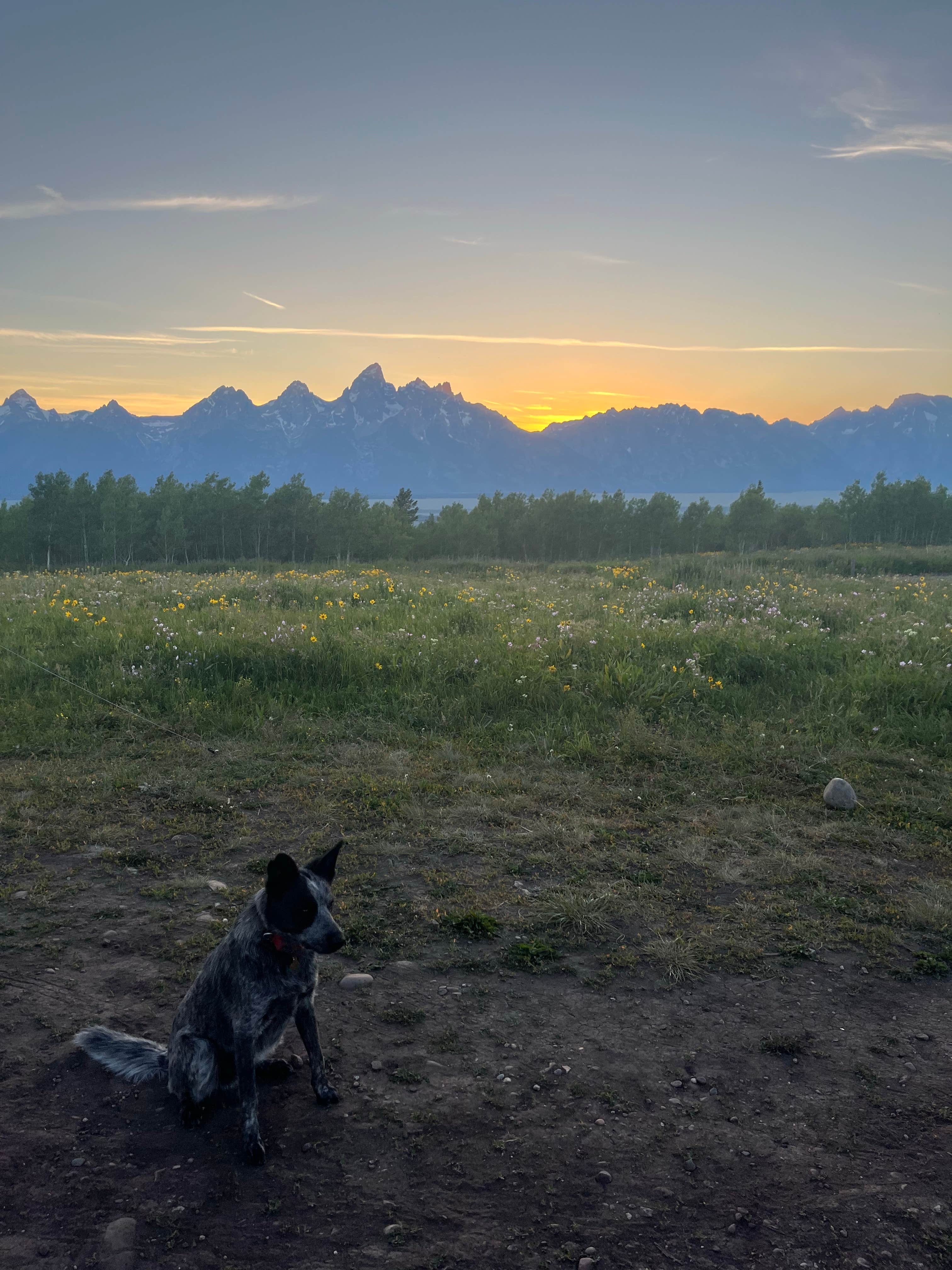 Amber M.'s photo of camping with pets at Shadow Mountain - Dispersed Campsite #10 near Grand Teton National Park