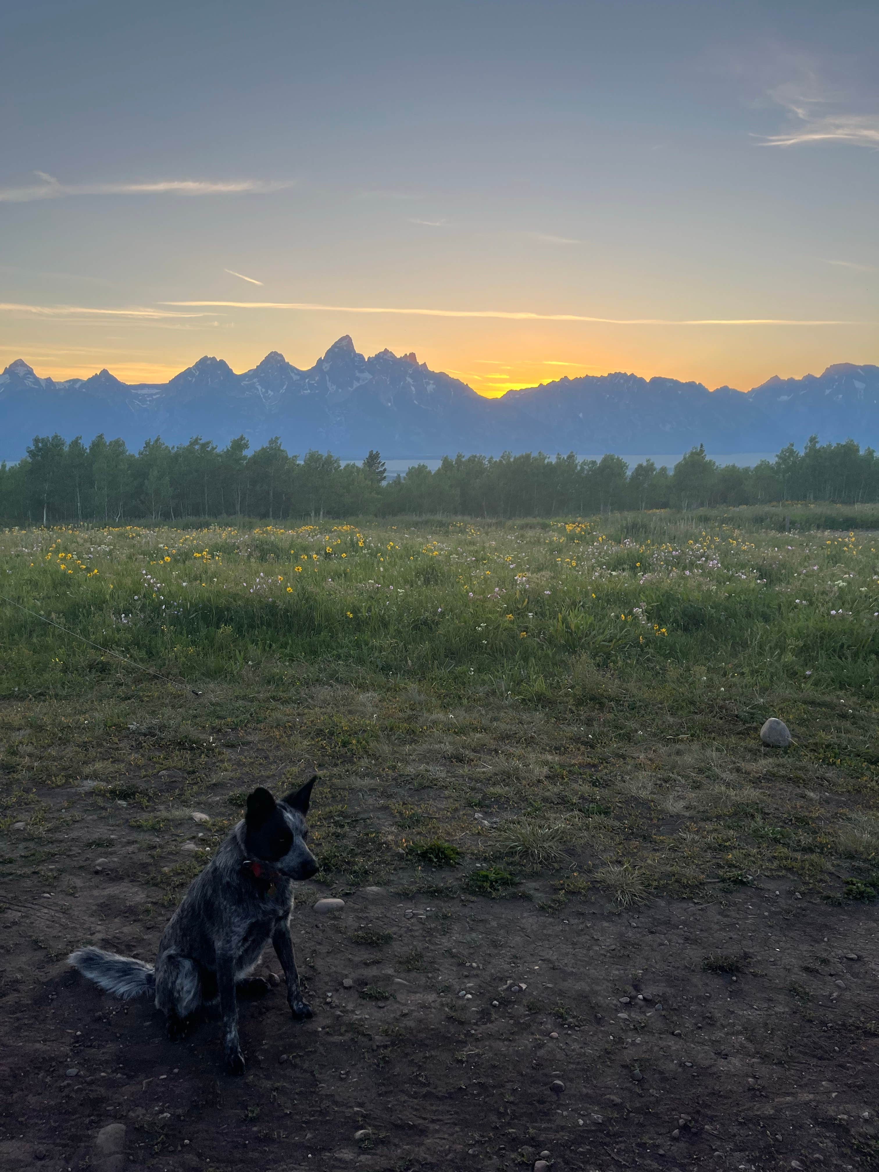 Camper submitted image from Shadow Mountain - Dispersed Campsite #10 - 5