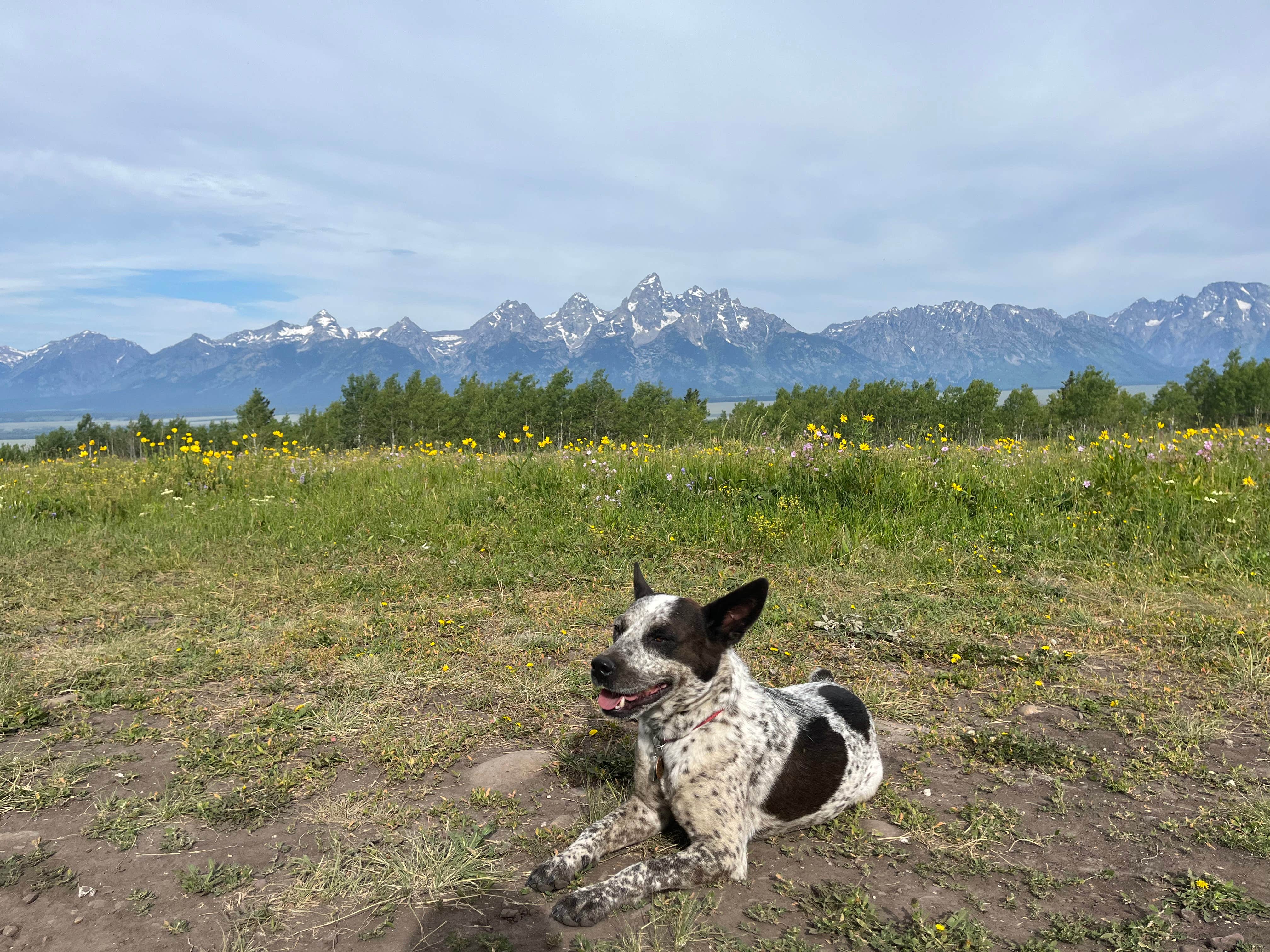Amber M.'s photo of camping with pets at Shadow Mountain - Dispersed Campsite #10 near Grand Teton National Park