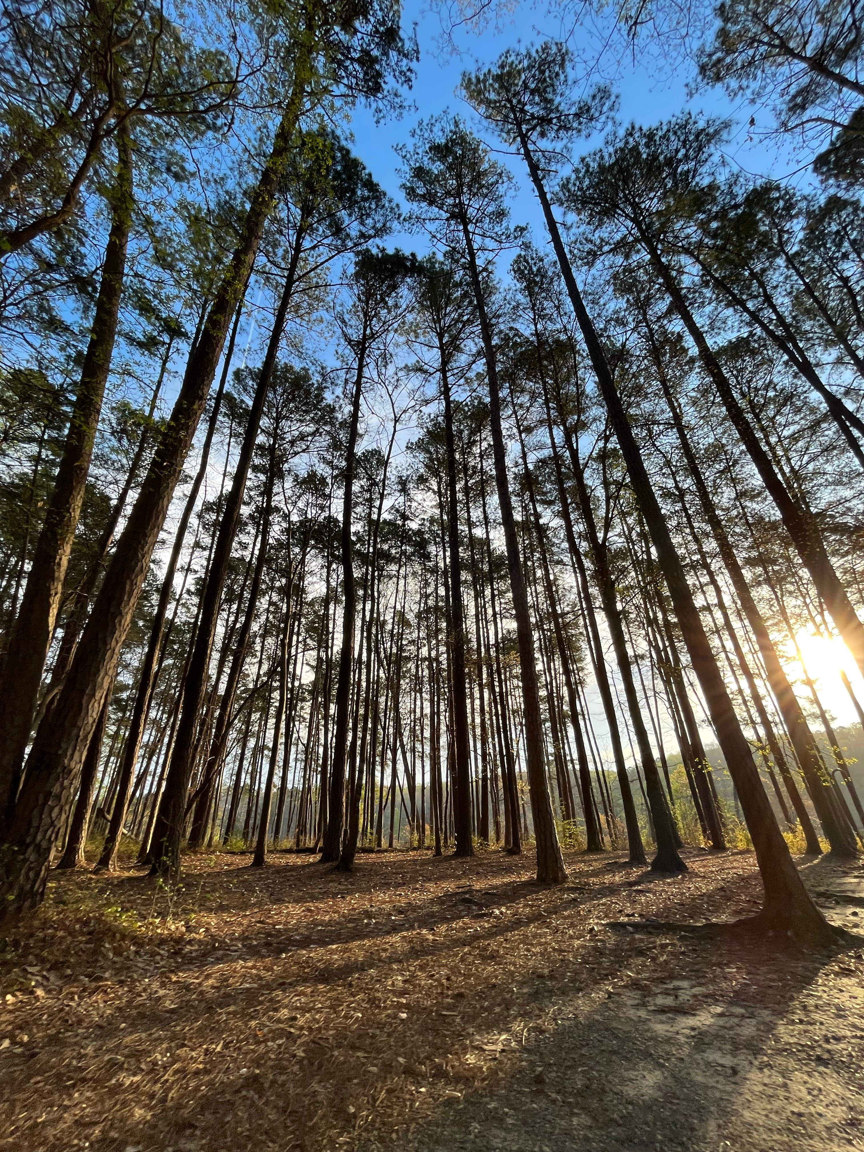 Camper submitted image from Shinleaf — Falls Lake State Recreation Area - 3